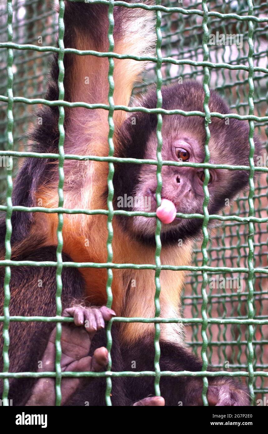 singe qui colle la langue à travers une clôture Banque D'Images