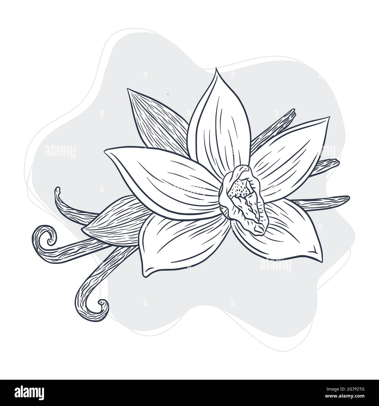 Dessin vectoriel isolé de plantes de vanille pour logo, menu, emblème, recette, tatouage, imprimé, spa, parfum, produits de soins de beauté Illustration de Vecteur