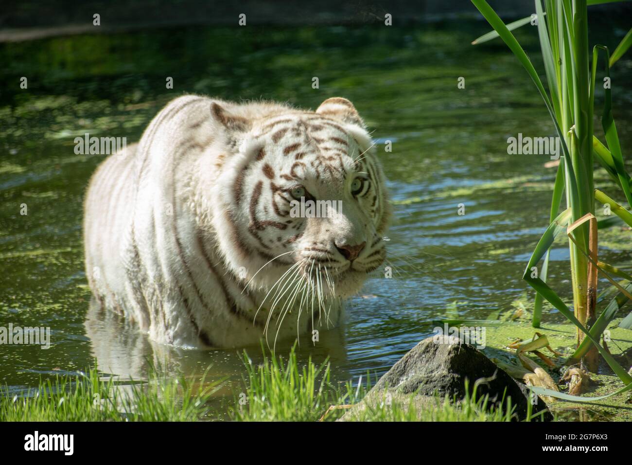 Tigre solitaire blanc traversant une rivière Banque D'Images