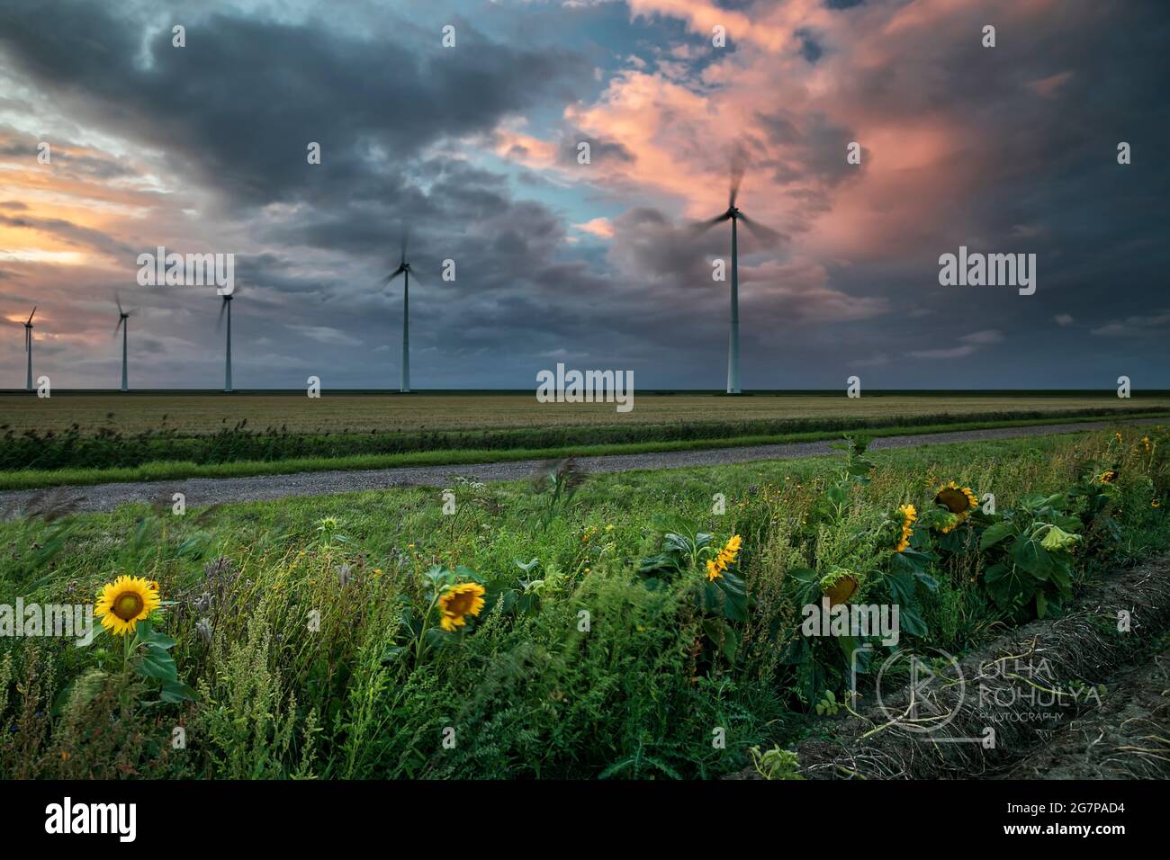 Tournesols et éoliennes au coucher du soleil orageux, pays-Bas Banque D'Images