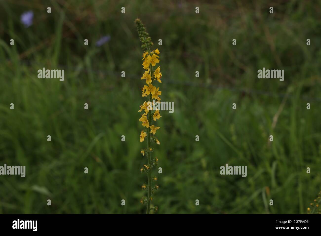 Agrimonia eupatoria. Fleur d'une agriculture commune. Banque D'Images