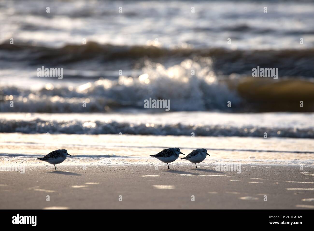 Oiseaux sur plage de sable à la tempête de mer, pays-Bas Banque D'Images