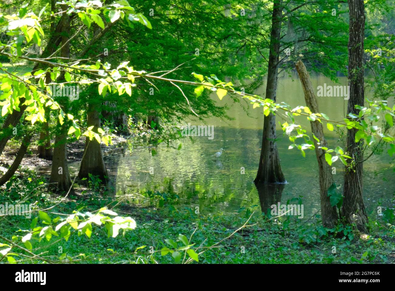 Héron blanc dans le lac magnifiquement encadré par la verdure dans le parc Tom Brown, Tallahassee Floride Banque D'Images