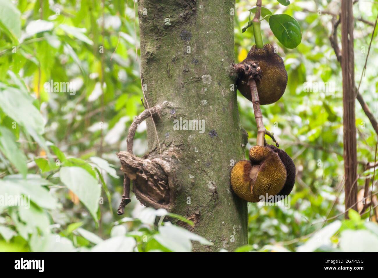 Jackfruit sur un arbre Banque D'Images