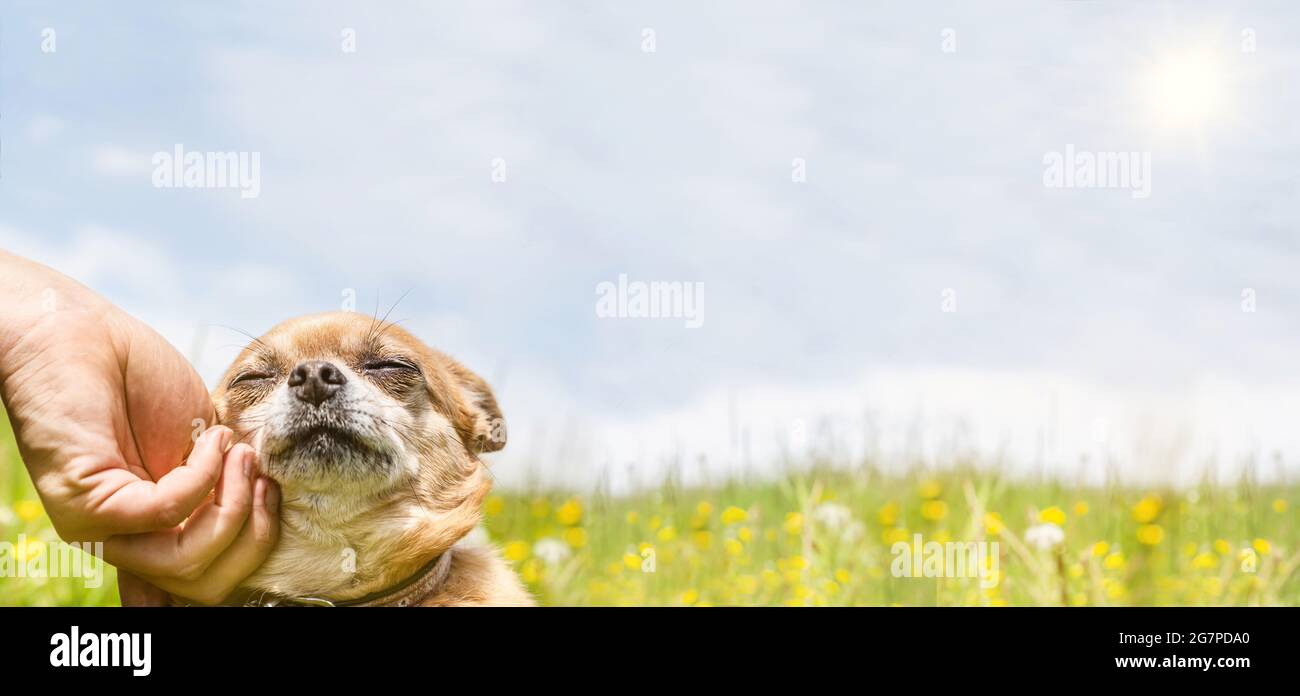 Un mignon chihuahua aime se faire caresser par une personne. Grand écran avec espace de texte Banque D'Images