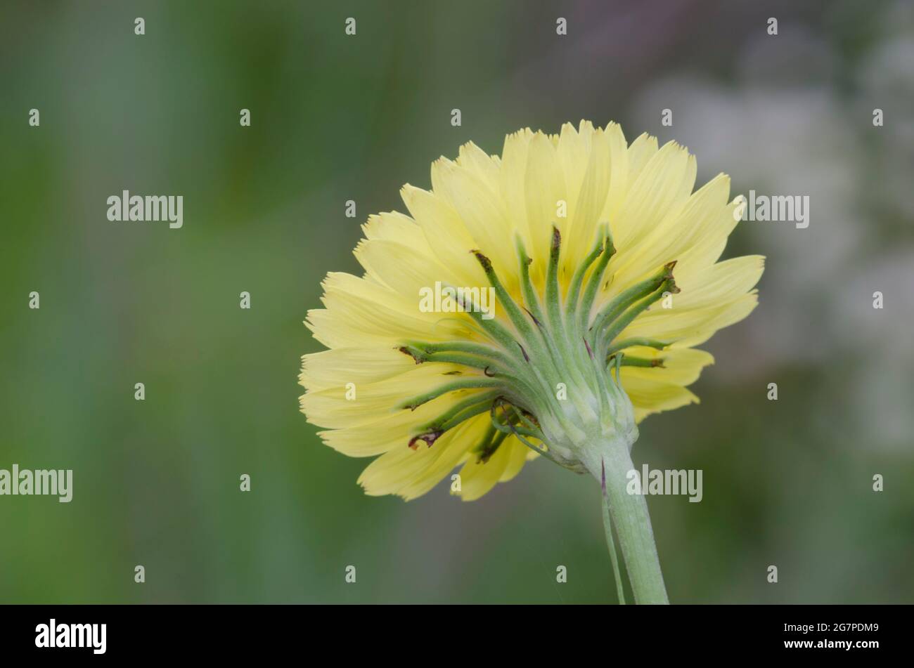 Dandelion faux, Pyrrhopappus sp. Banque D'Images