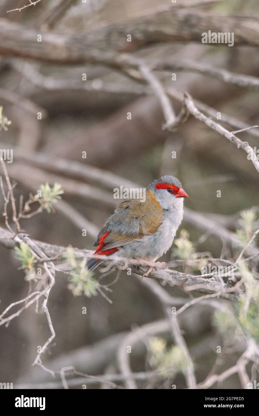 Oiseau de finch brun rouge assis dans un arbre. Banque D'Images