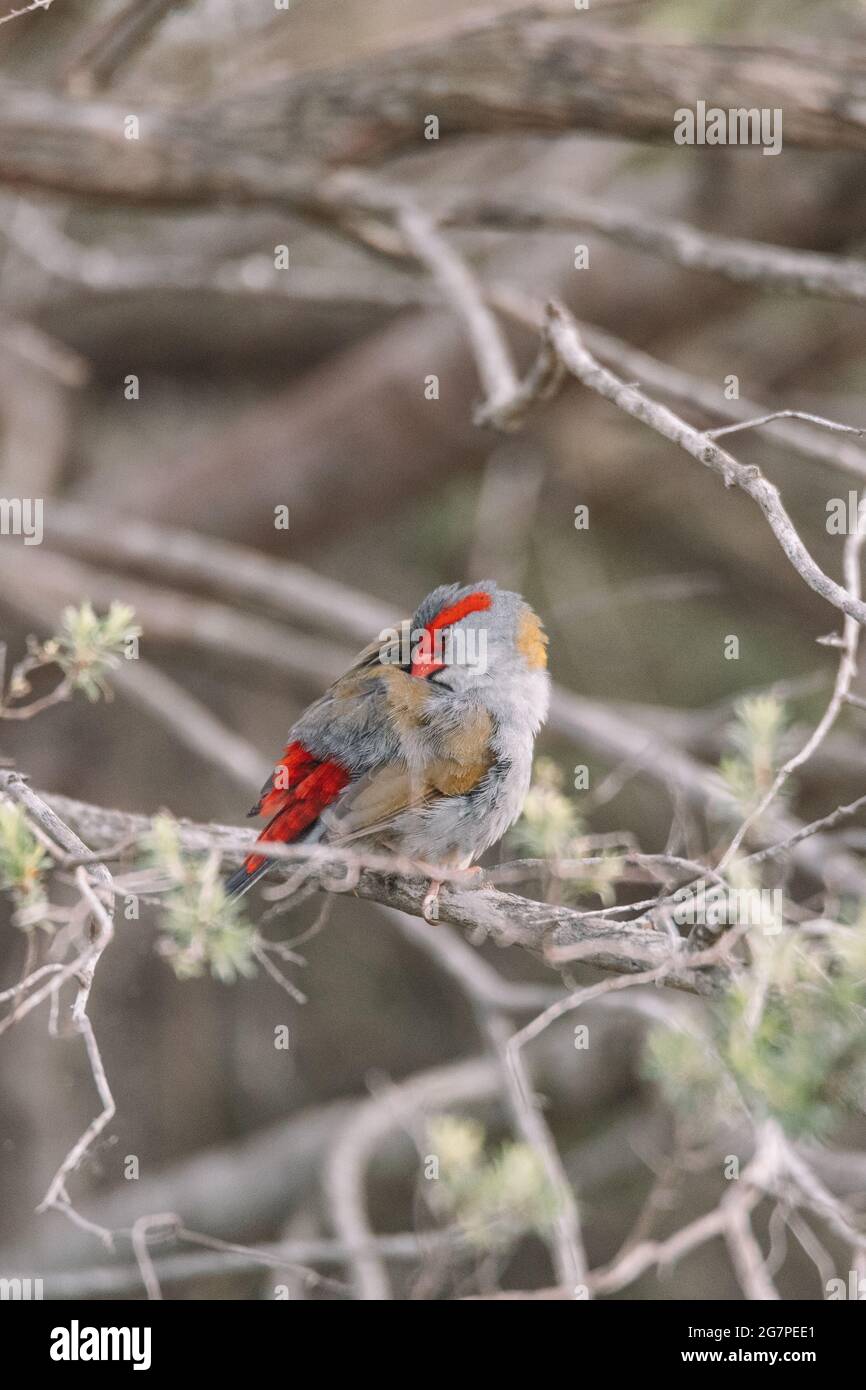 Oiseau de finch brun rouge assis dans un arbre. Banque D'Images