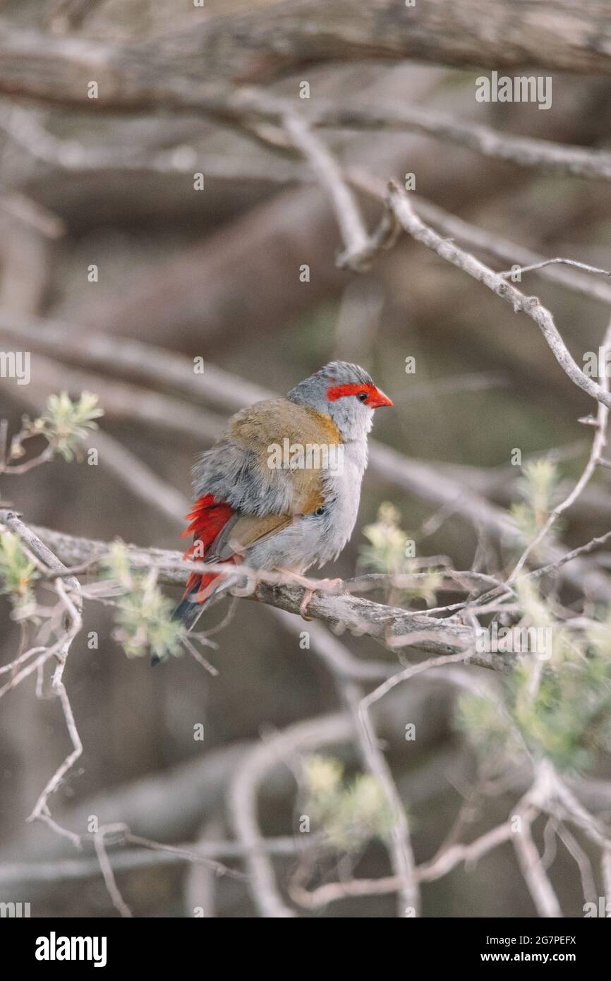 Oiseau de finch brun rouge assis dans un arbre. Banque D'Images