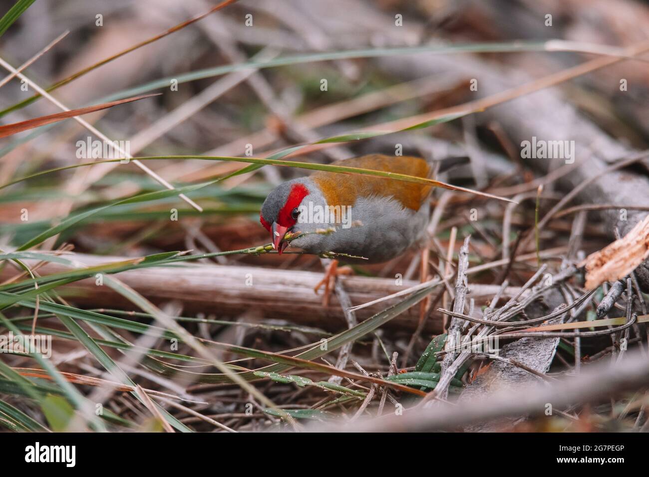 Oiseau de finch brun rouge assis dans un arbre. Banque D'Images