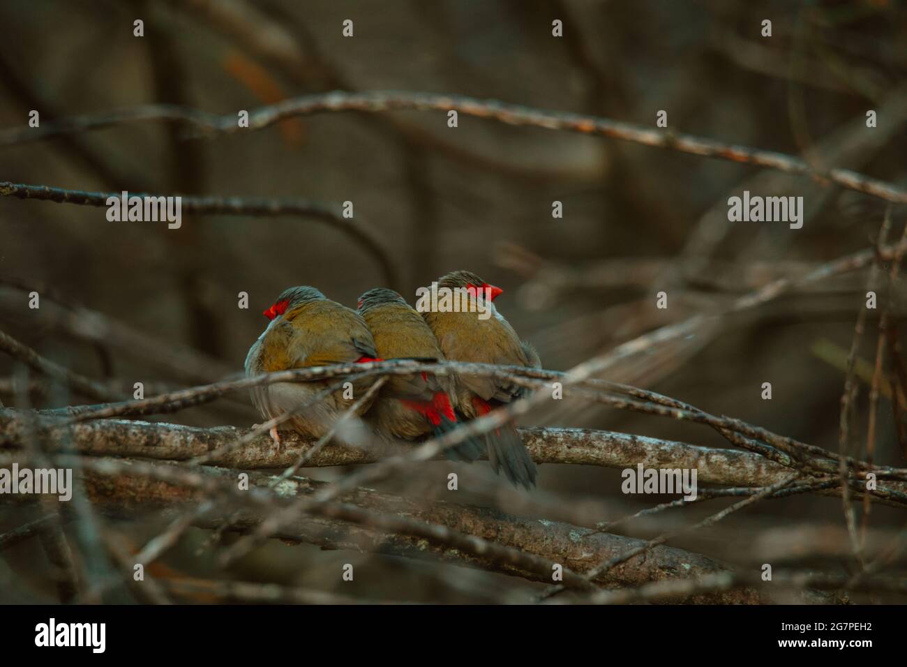 Oiseau de finch brun rouge assis dans un arbre. Banque D'Images