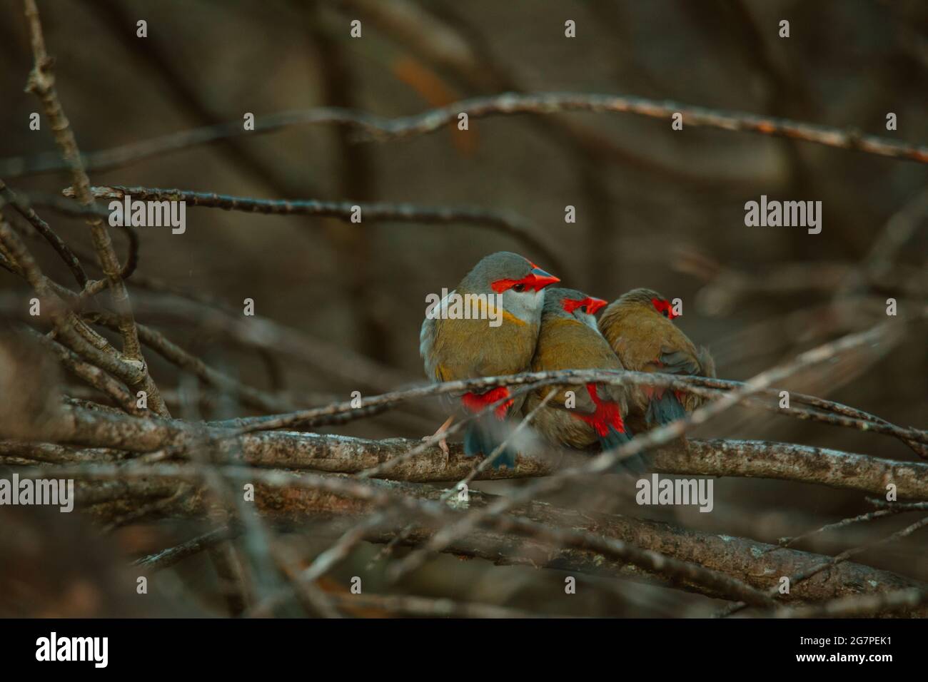 Oiseau de finch brun rouge assis dans un arbre. Banque D'Images