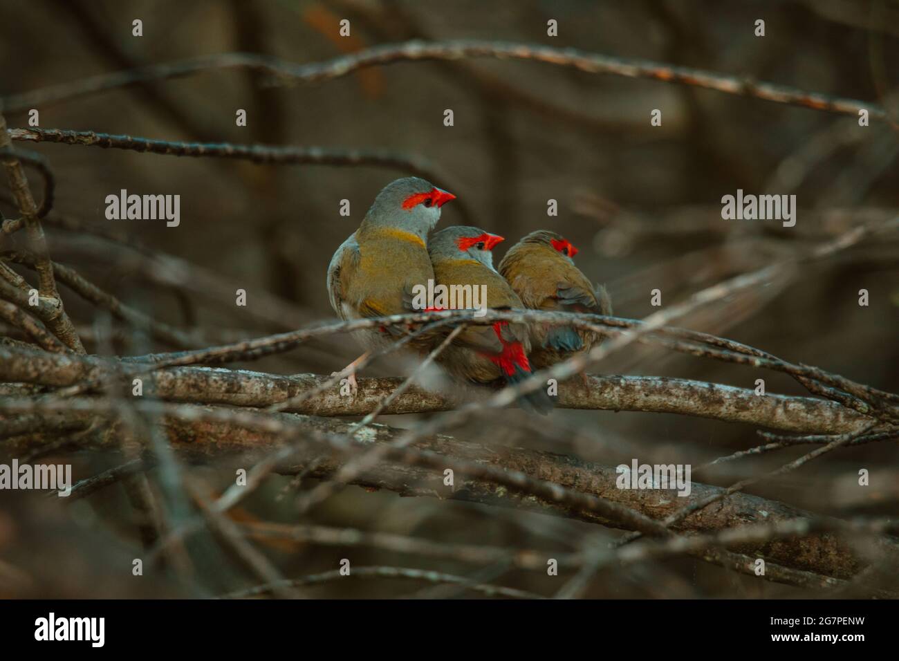 Oiseau de finch brun rouge assis dans un arbre. Banque D'Images