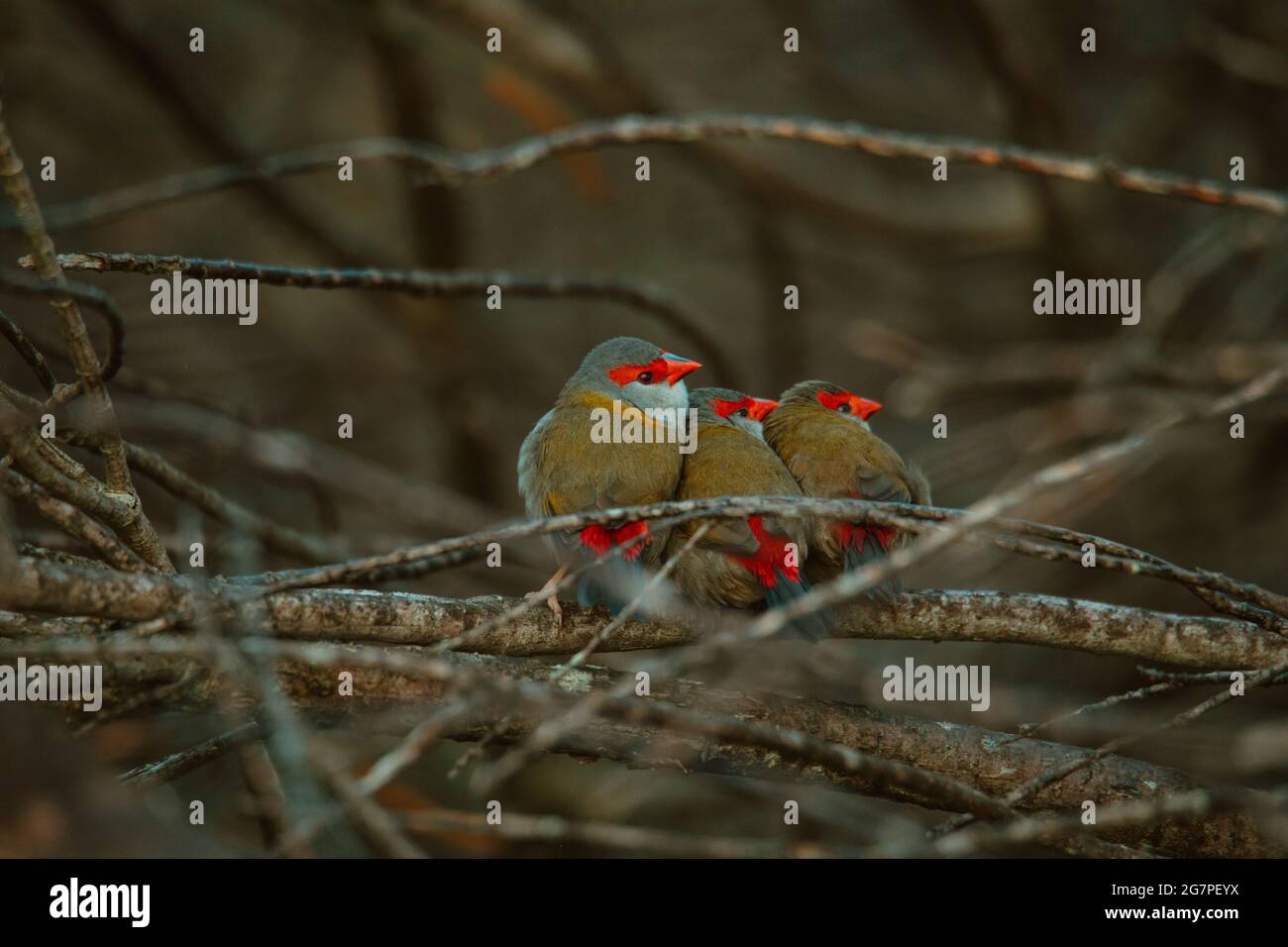 Oiseau de finch brun rouge assis dans un arbre. Banque D'Images