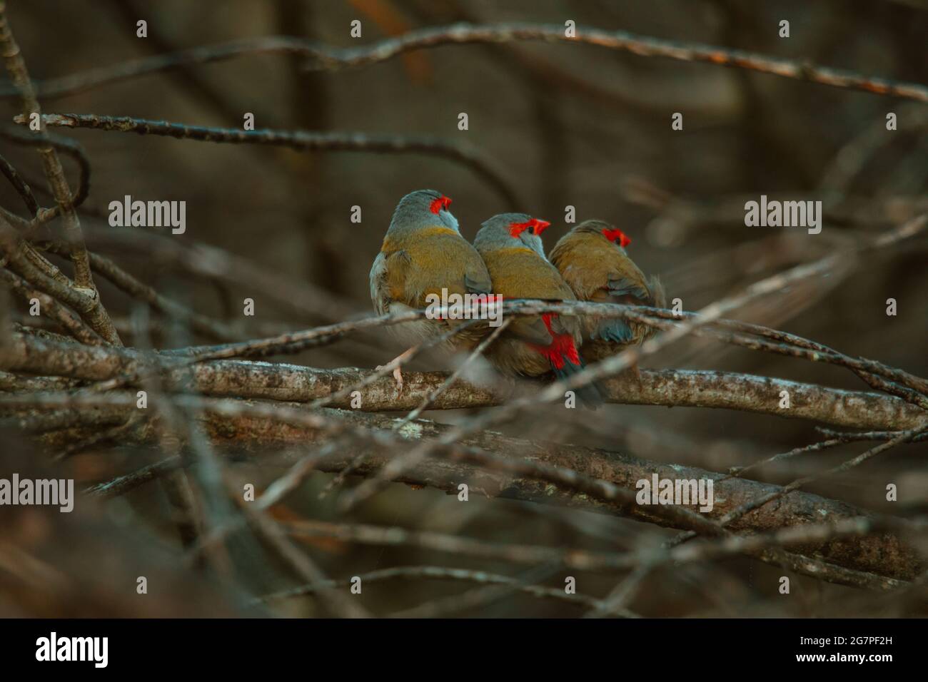Oiseau de finch brun rouge assis dans un arbre. Banque D'Images