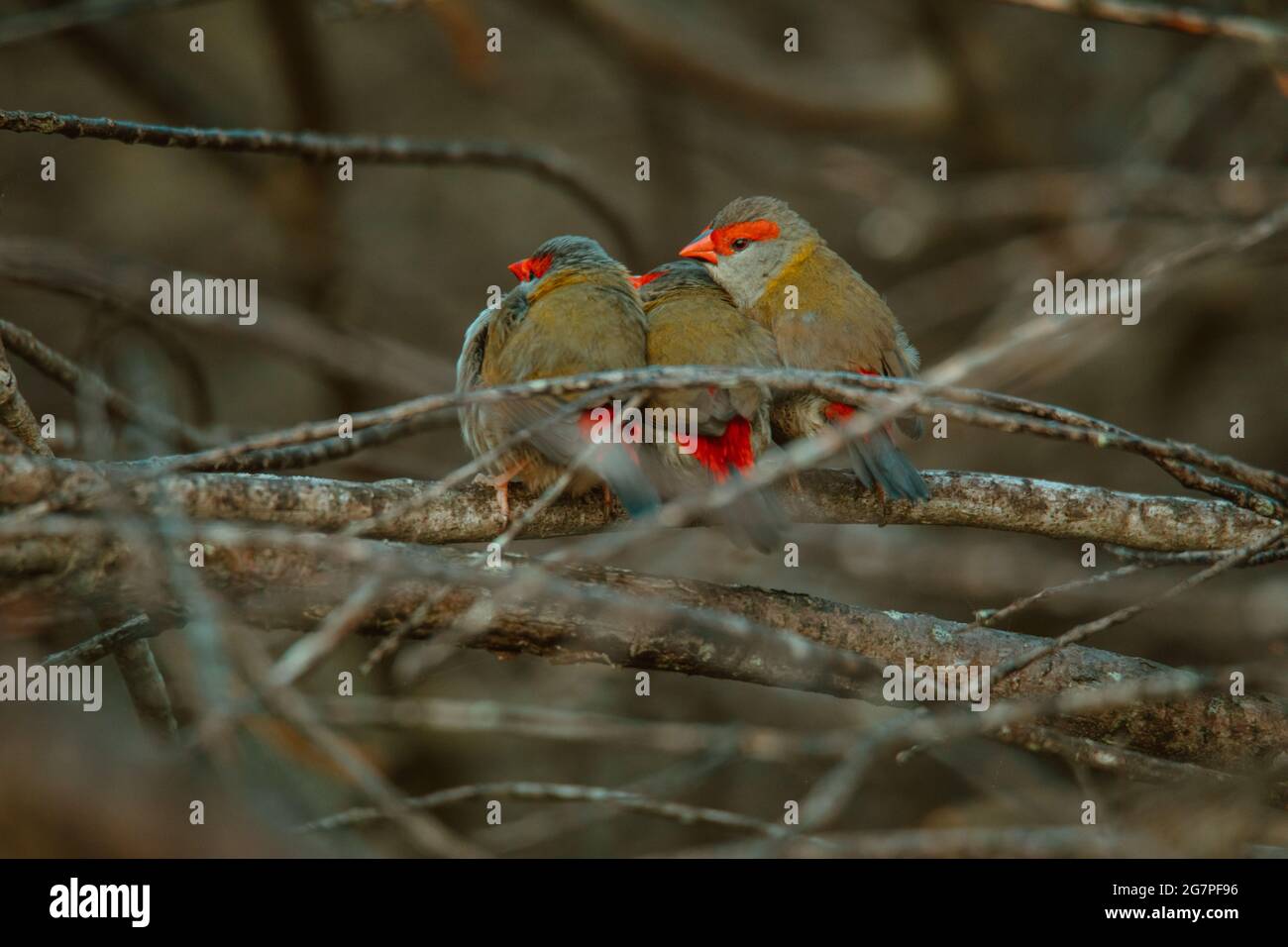 Oiseau de finch brun rouge assis dans un arbre. Banque D'Images