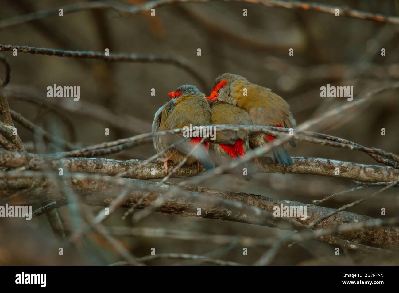 Oiseau de finch brun rouge assis dans un arbre. Banque D'Images