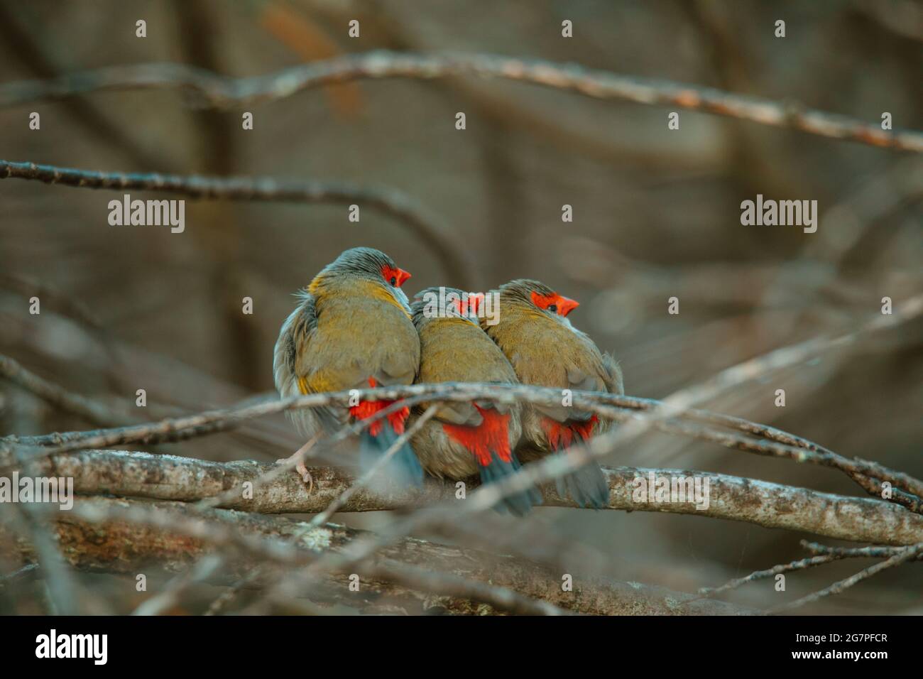 Oiseau de finch brun rouge assis dans un arbre. Banque D'Images