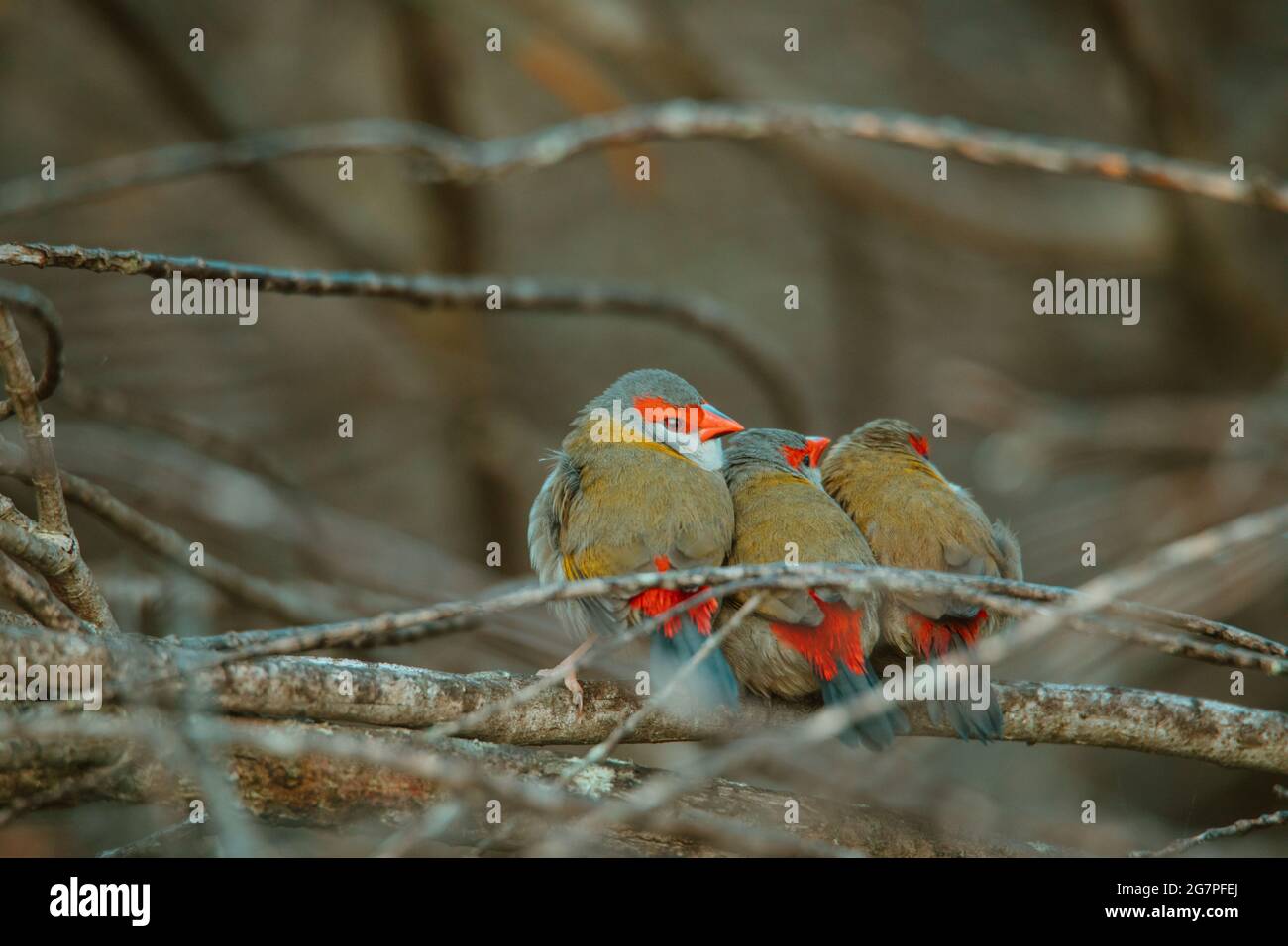 Oiseau de finch brun rouge assis dans un arbre. Banque D'Images