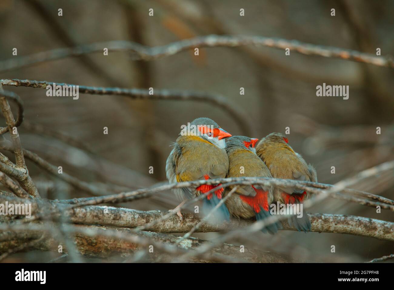 Oiseau de finch brun rouge assis dans un arbre. Banque D'Images