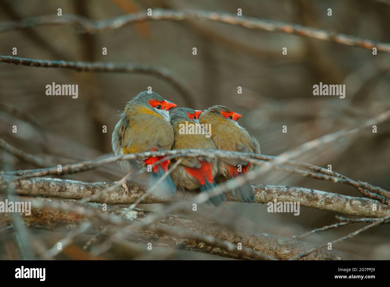 Oiseau de finch brun rouge assis dans un arbre. Banque D'Images
