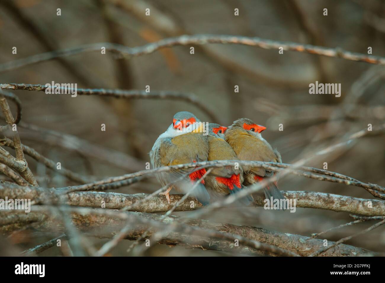 Oiseau de finch brun rouge assis dans un arbre. Banque D'Images