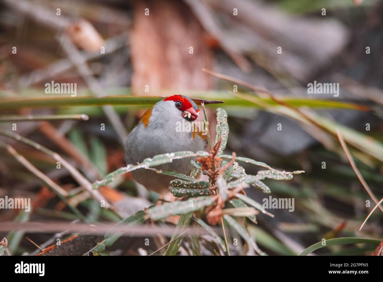 Oiseau de finch brun rouge assis dans un arbre. Banque D'Images
