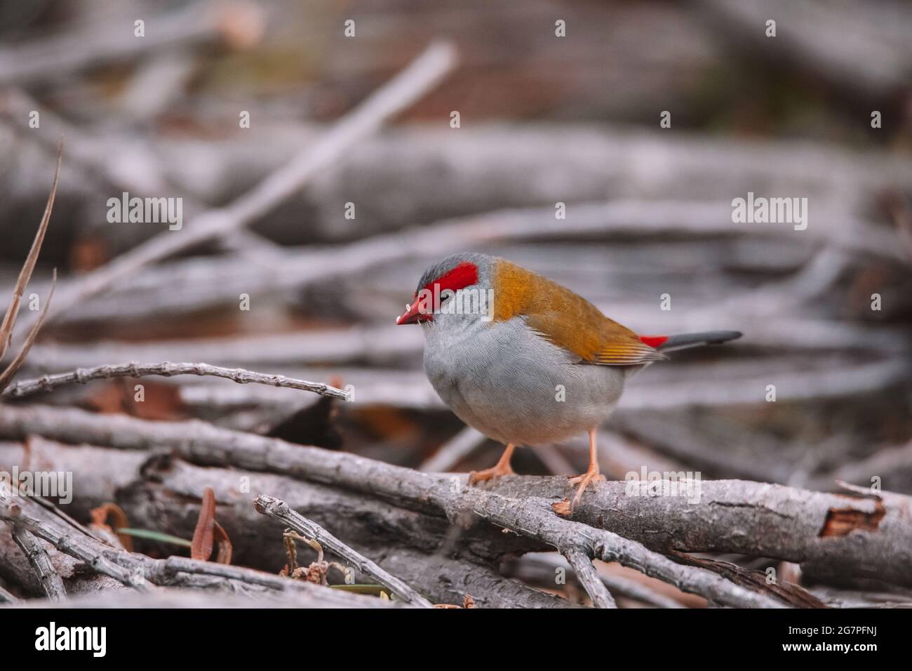 Oiseau de finch brun rouge assis dans un arbre. Banque D'Images