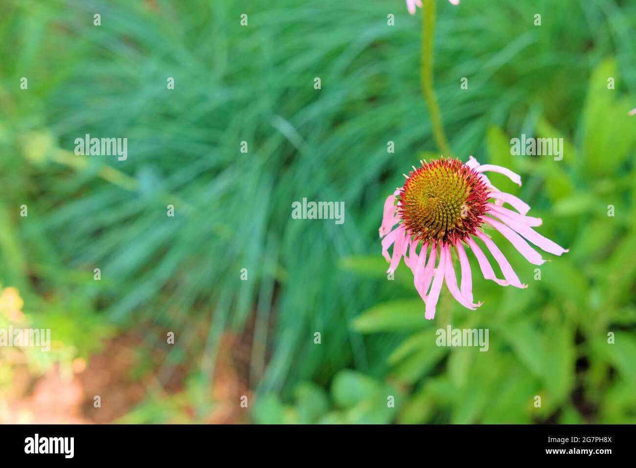 Echinacea purpurea flower, une espèce nord-américaine de plantes à fleurs de la famille des tournesol, utilisée à des fins médicinales en médecine traditionnelle. Banque D'Images