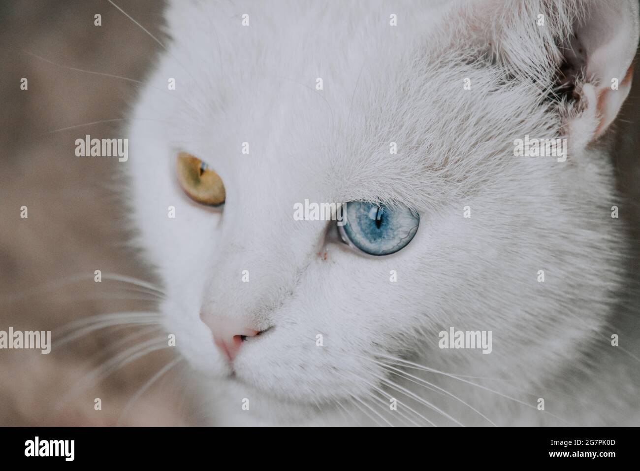 Gros Plan D Un Chat Blanc Avec Des Yeux De Differentes Couleurs Photo Stock Alamy