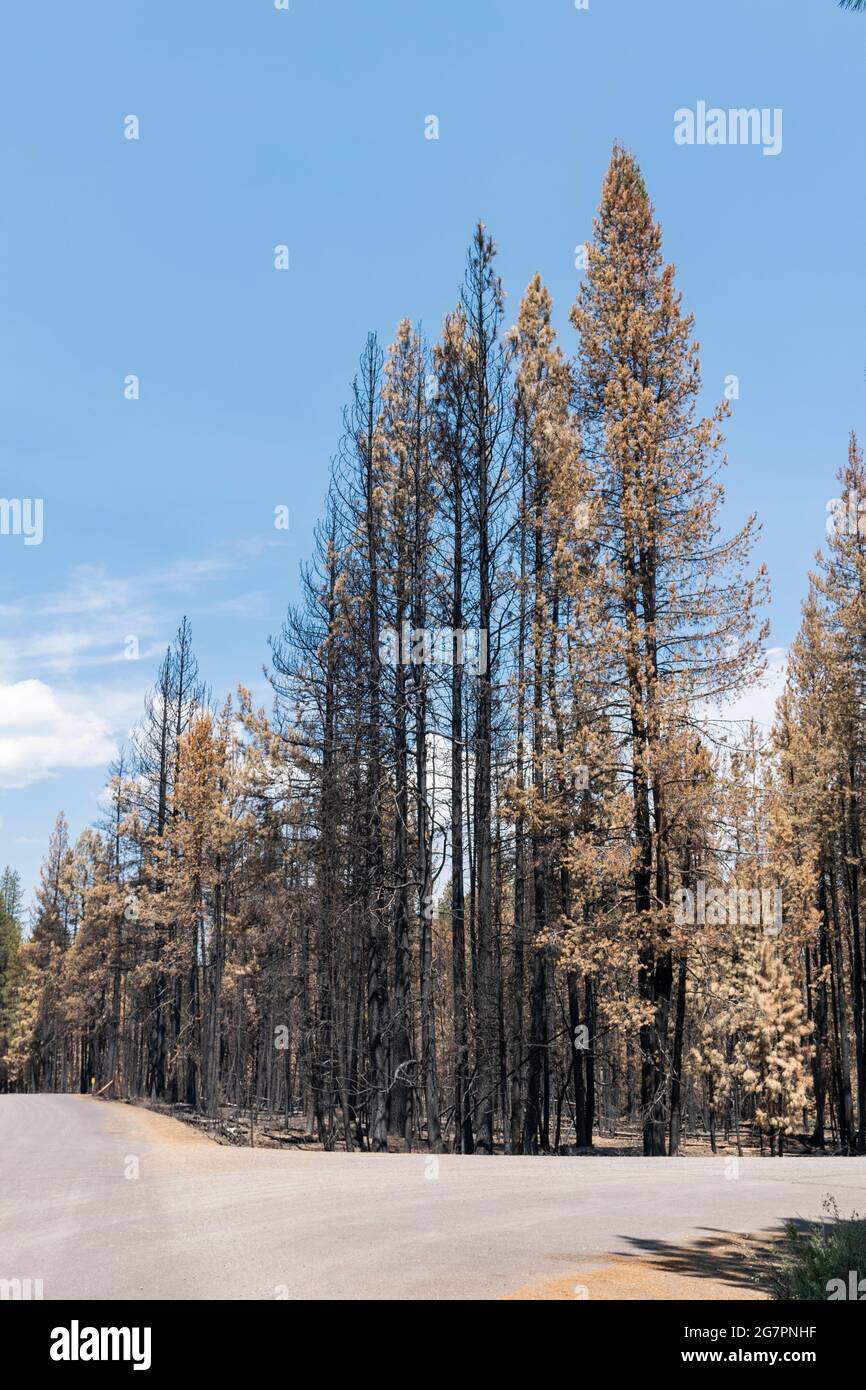 Les pins carbonisés par un feu de forêt sont dépourvus de vert le long de la Forest Road 27 sur la forêt nationale de Fremont-Winema dans l'Oregon. Banque D'Images