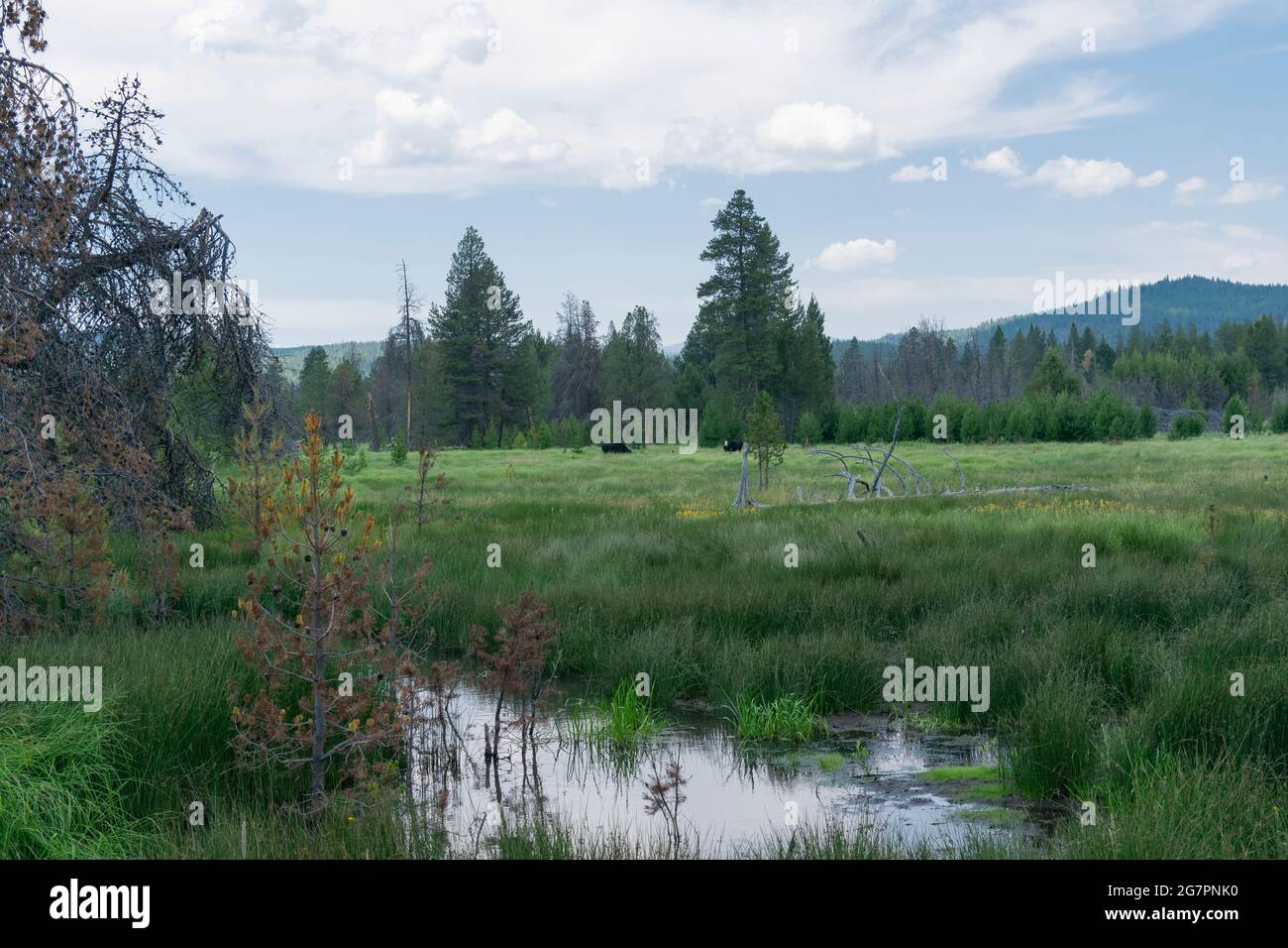 Long Creek coule dans le marais Sycan, dans le comté de Lake, en Oregon. Banque D'Images