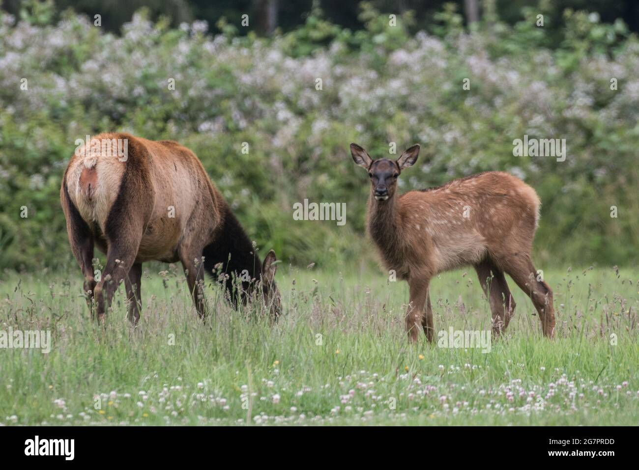Un veau d'élan roosevelt (Cervus canadensis roevelti) dans une prairie du nord de la Californie. Banque D'Images