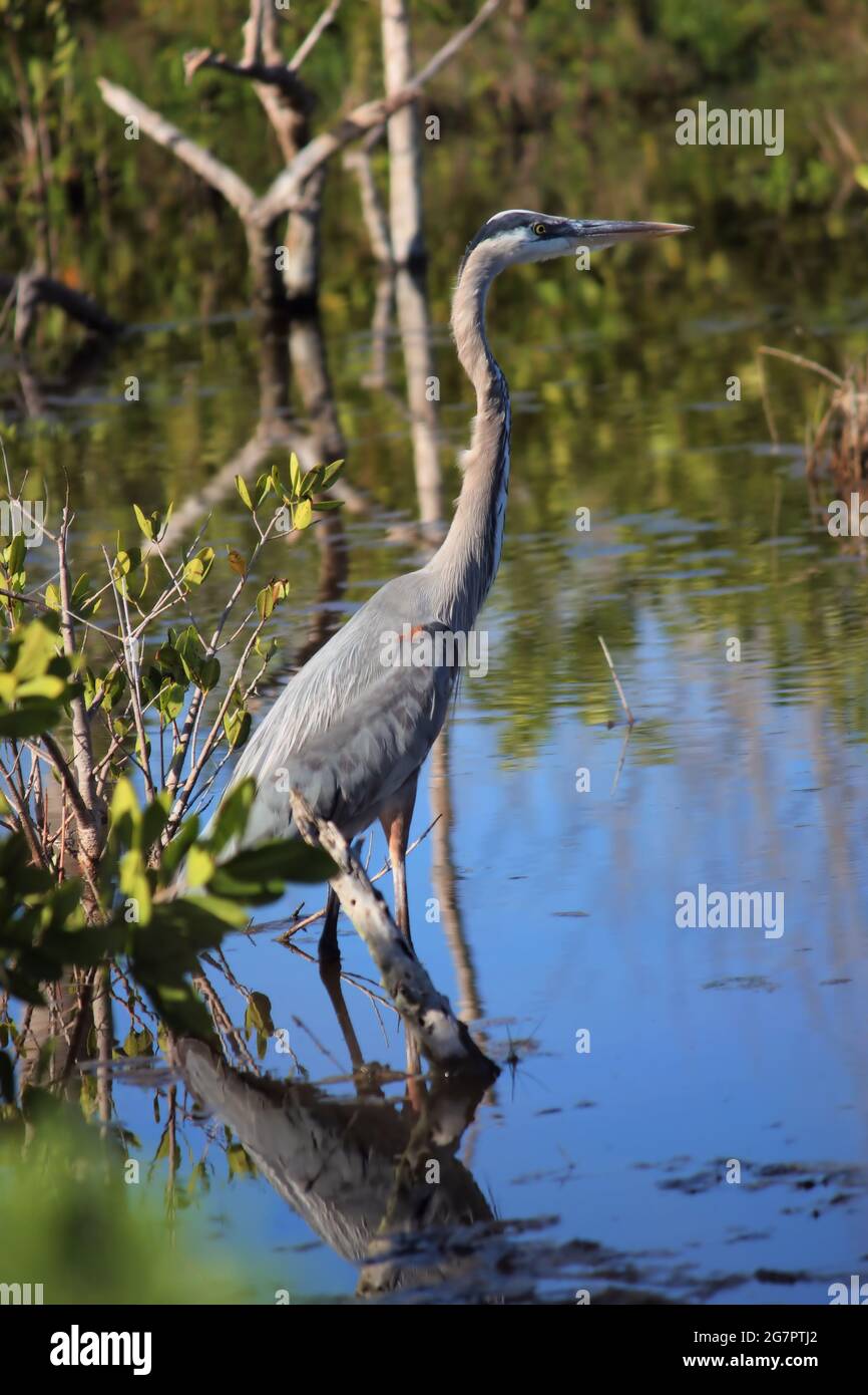 Un héron gris de Floride se frayant à gué dans les eaux peu profondes d'un marais de Floride Banque D'Images