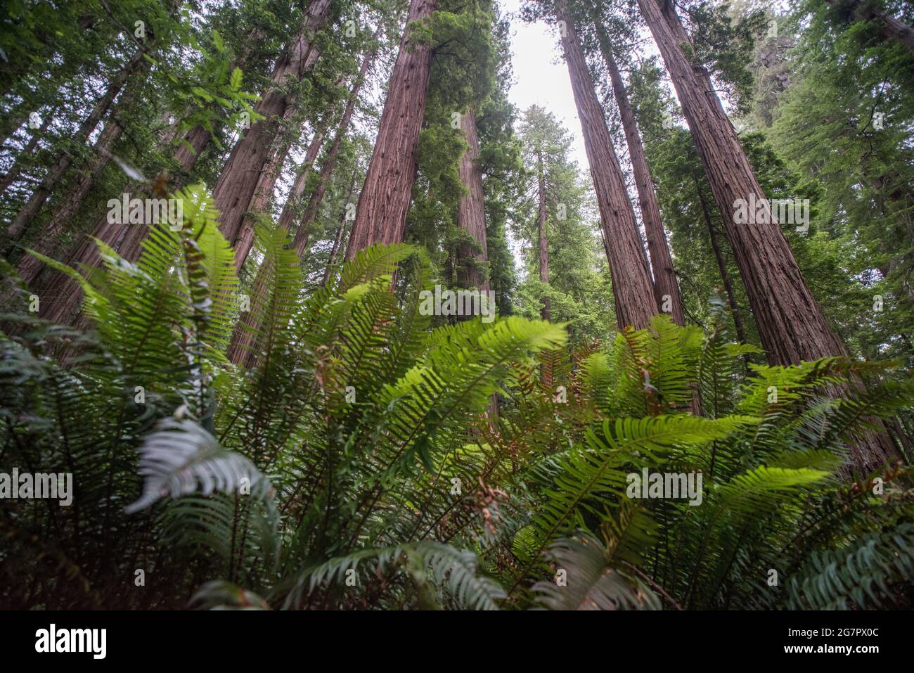 Fougères luxuriantes et grands séquoias (Sequoia sempervirens) dans le parc national Jedediah Smith Redwoods, en Californie du Nord, États-Unis. Banque D'Images