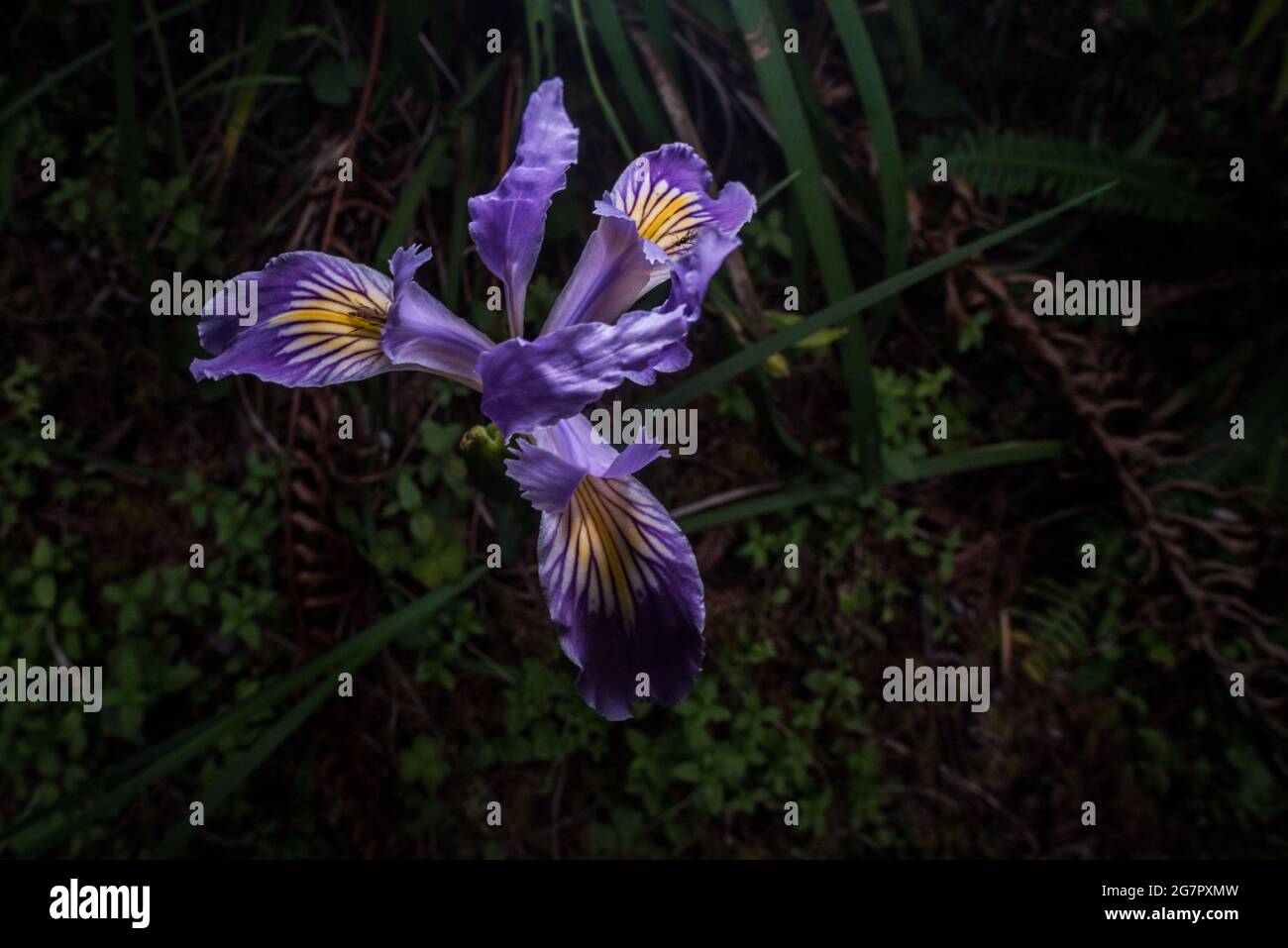 Iris douglasiana, l'iris Douglas est une belle fleur pourpre du nord de la Californie Banque D'Images