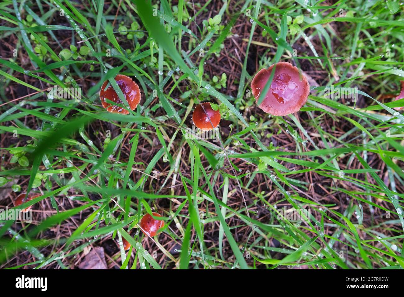 Les petits champignons rouges que l'on croit être Mycena viscidocruenta croissant par le Linear Park à Adélaïde en Australie Banque D'Images