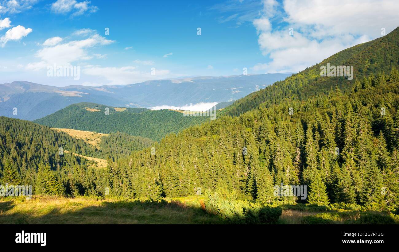 paysage de montagne idyllique dans la lumière du matin. arbres evergreen sur les collines abruptes. magnifique paysage d'été des carpates avec un paysage de nuages magnifique sur t Banque D'Images