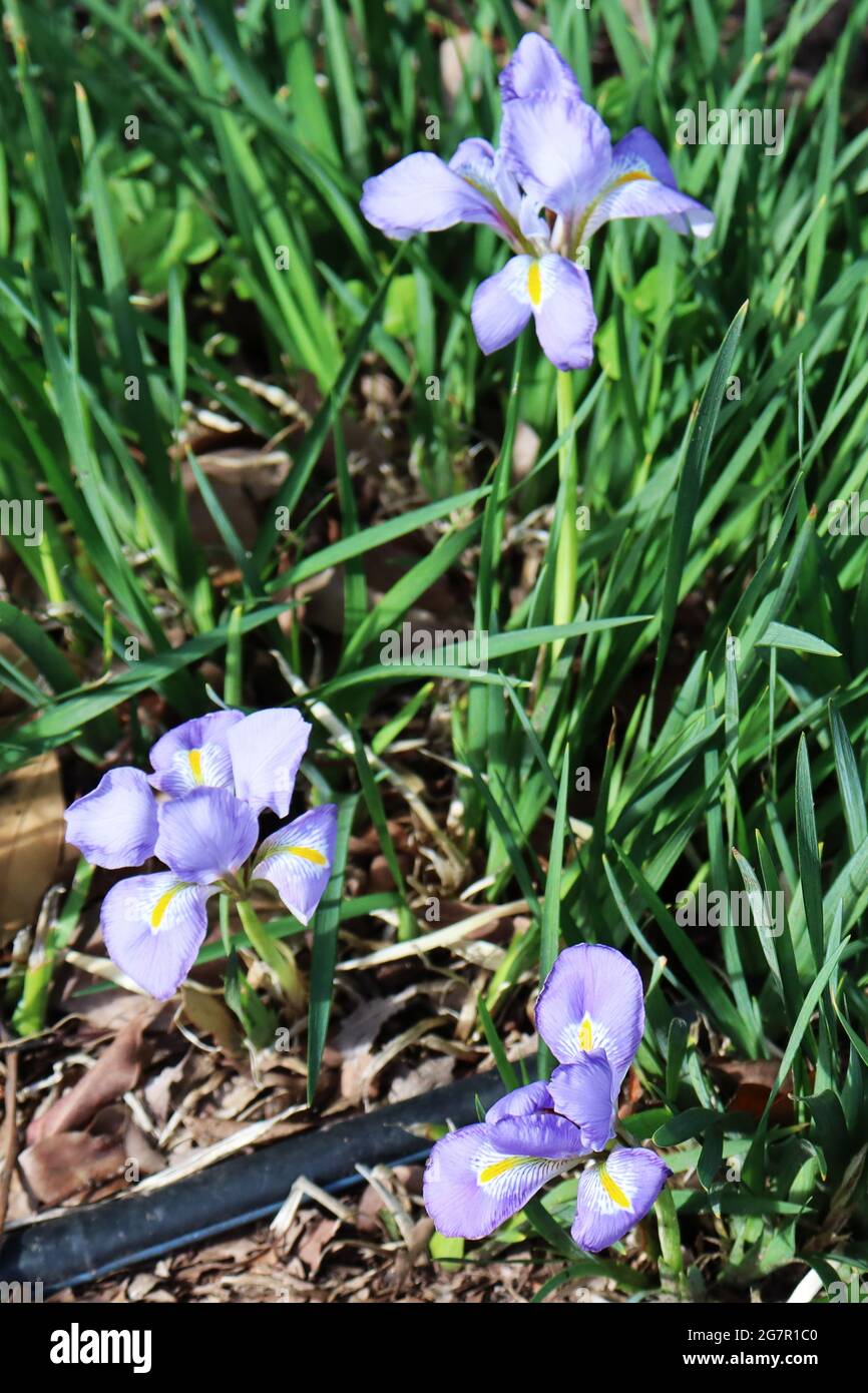 L'iris algérien (Iris Unguicularis) fleurit dans les jardins botaniques d'Adélaïde, en Australie Banque D'Images