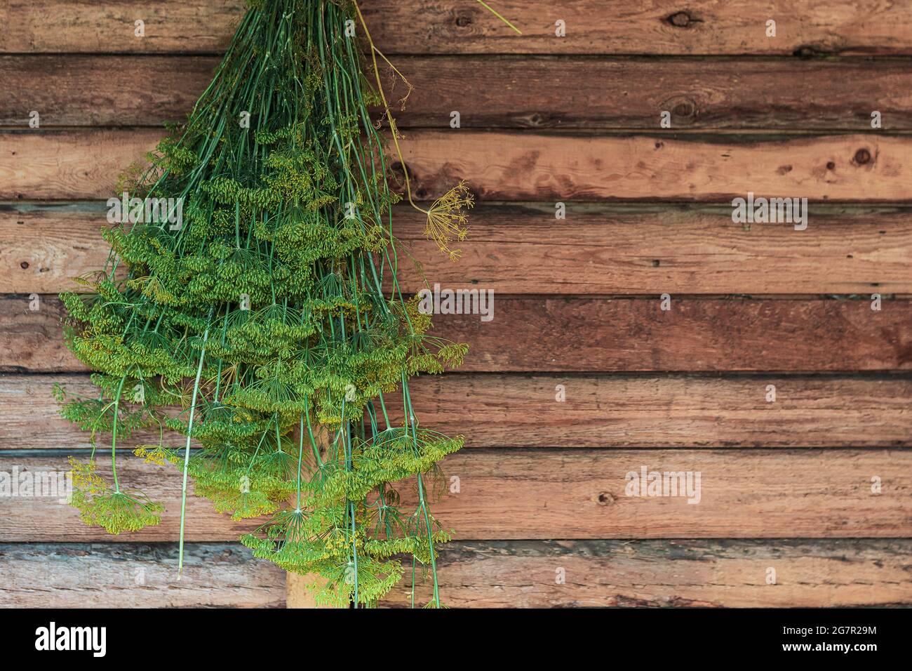 Des branches vertes d'aneth avec des pédoncules sont suspendues pour sécher sur un mur en bois Banque D'Images