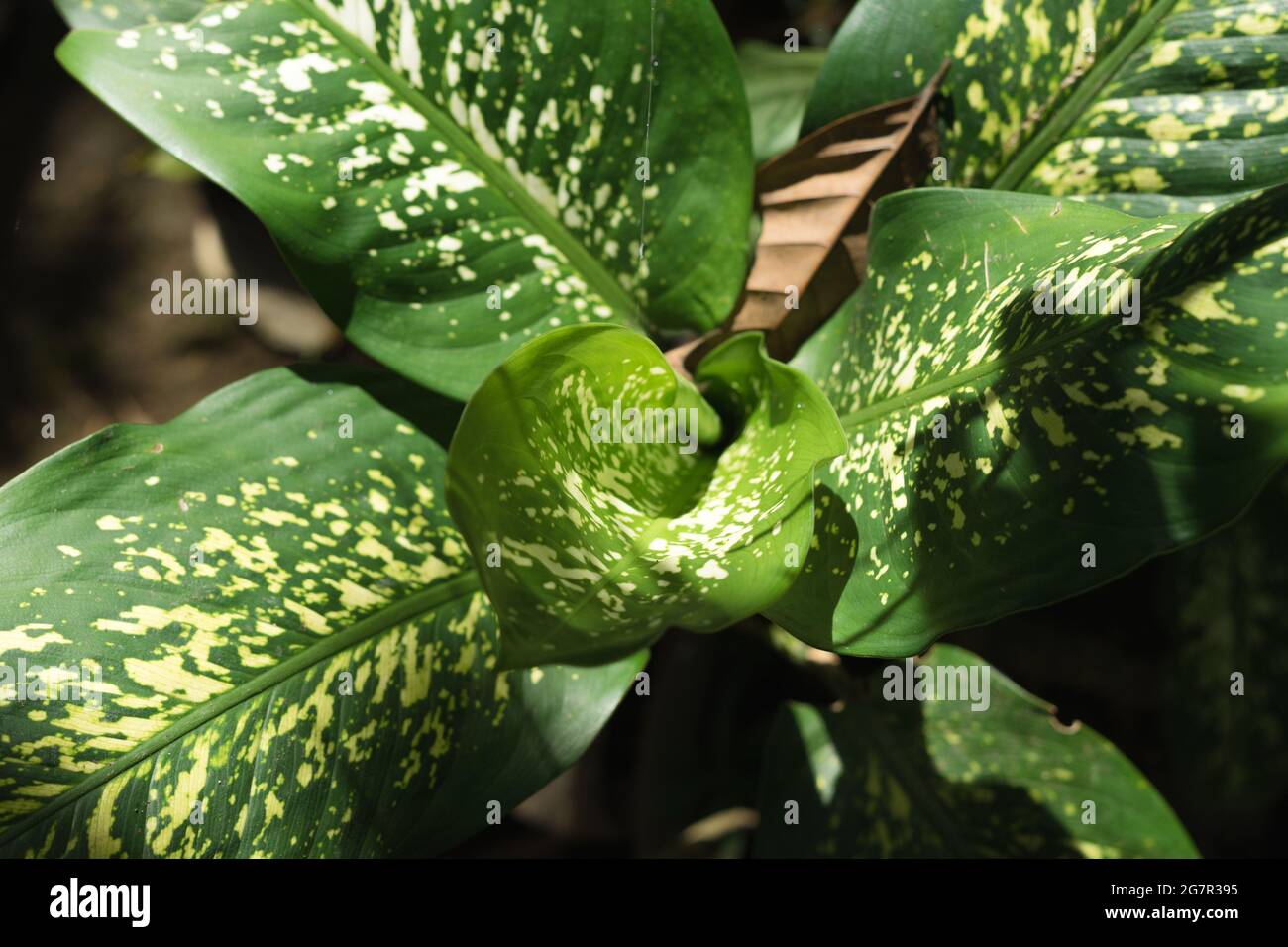 Gros plan avec faible profondeur de champ de feuilles naturelles vertes motif de dieffenbachia seguine exposé à la lumière du soleil et fond sombre pour le papier peint Banque D'Images