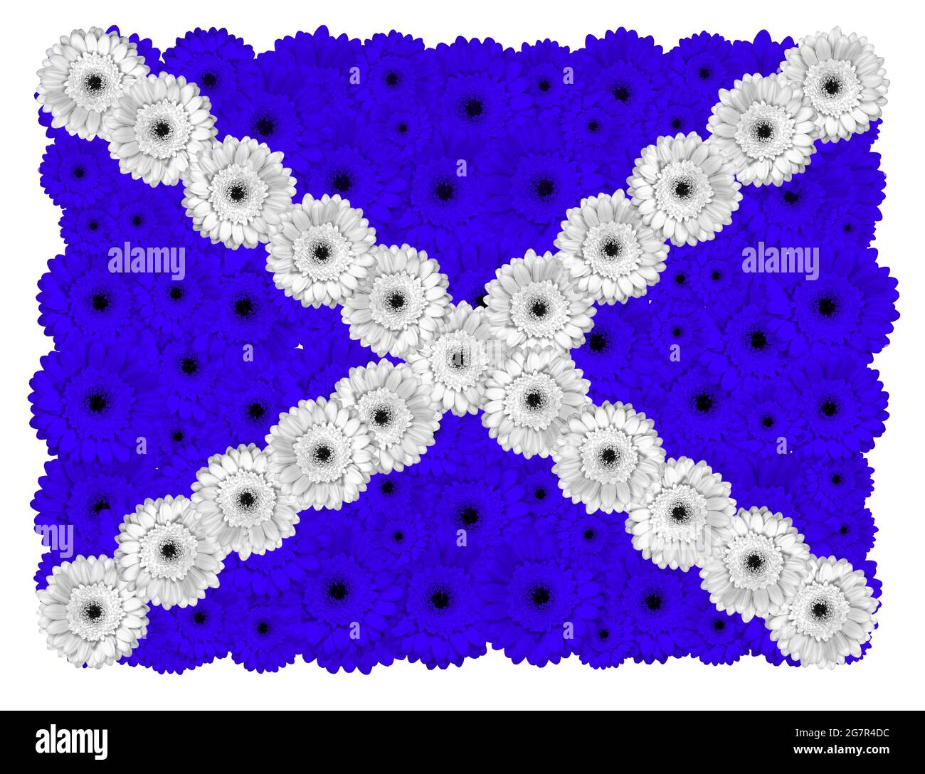 Drapeau écossais fait de fleurs gerbera, isolé sur blanc Banque D'Images
