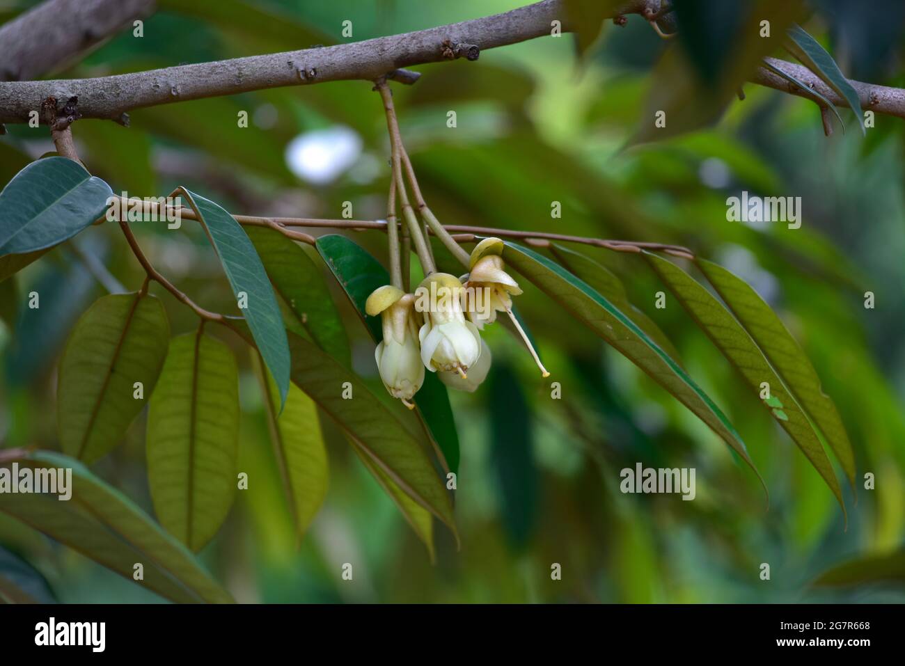 Les fleurs duriennes sont sur le point de fleurir, accrochées au-dessus de l'arbre durien., fleur Durian sur les arbres duriens dans le verger, roi des fruits en Thaïlande. Banque D'Images