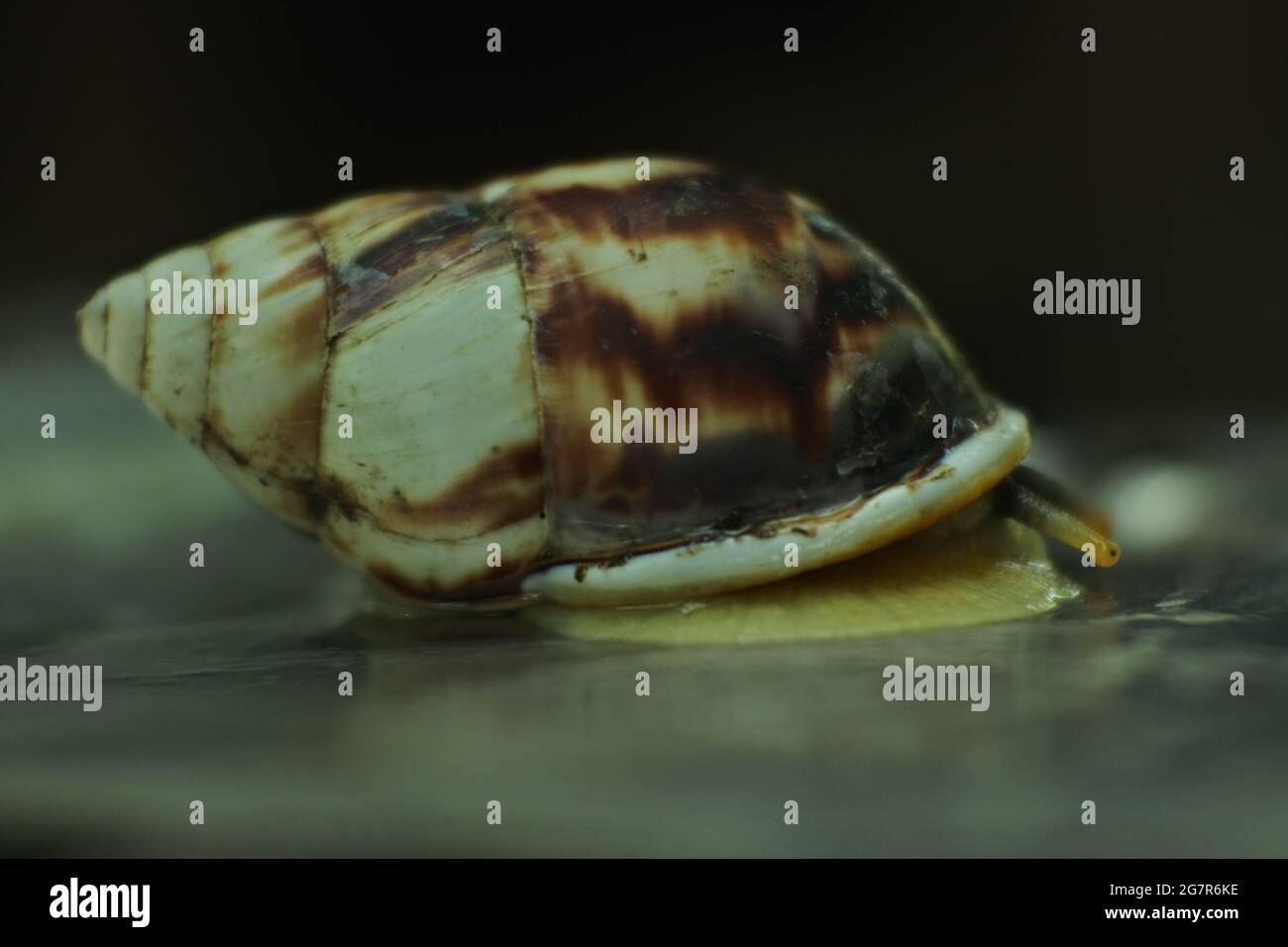 Achatina géant dans la nature Banque D'Images