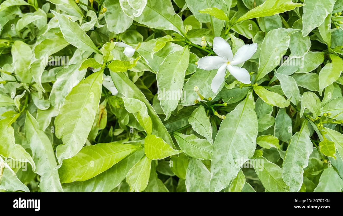 Gros plan de Gerdenia Cope Jasmine avec fond de feuilles vertes Banque D'Images