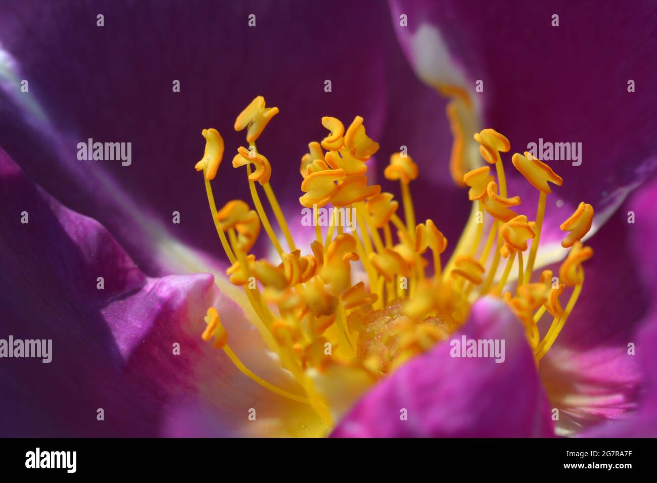 Gros plan de l'intérieur d'une rose pourpre montrant l'étamine jaune vif. Banque D'Images