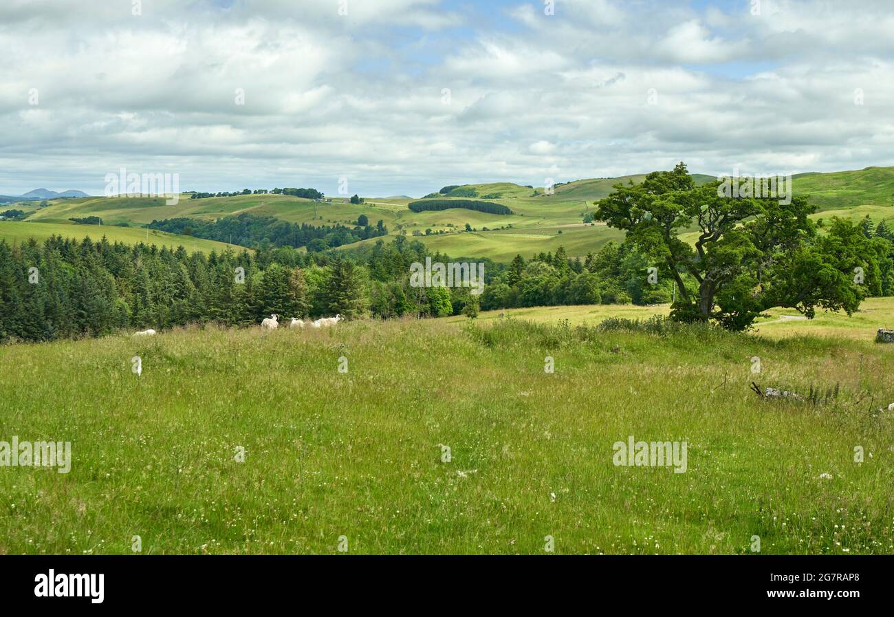 Vue depuis Stobs Camp vers le nord en direction de Hawick dans les frontières écossaises. Pays typique de la colline de la frontière. Banque D'Images