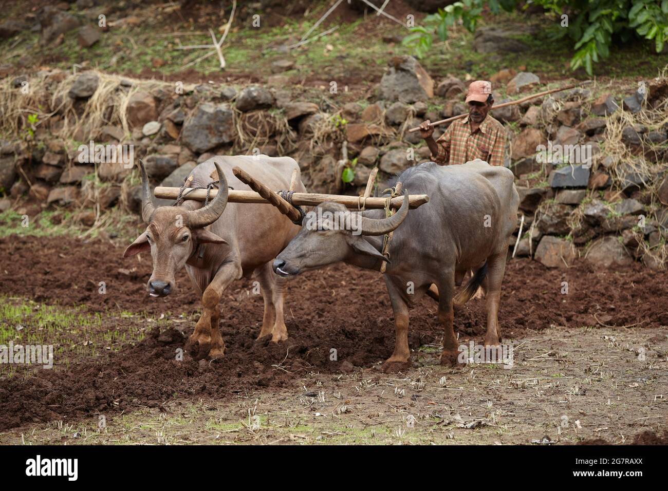 Éleveur de troupeaux labourant des champs, Maharashtra, Inde, Asie Banque D'Images