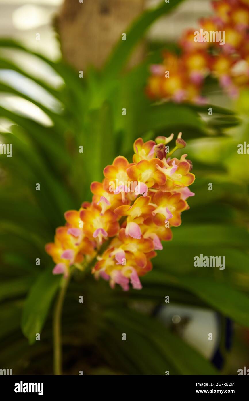 Orchids d'Epidendrum, fleurs d'Orchidés, Siam Paragon, centre commercial, Pathum WAN, Bangkok, Thaïlande, Asie Banque D'Images