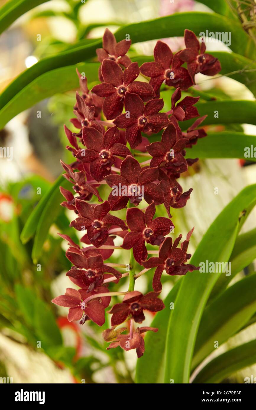 Orchids d'Epidendrum, fleurs d'Orchidés, Siam Paragon, centre commercial, Pathum WAN, Bangkok, Thaïlande, Asie Banque D'Images